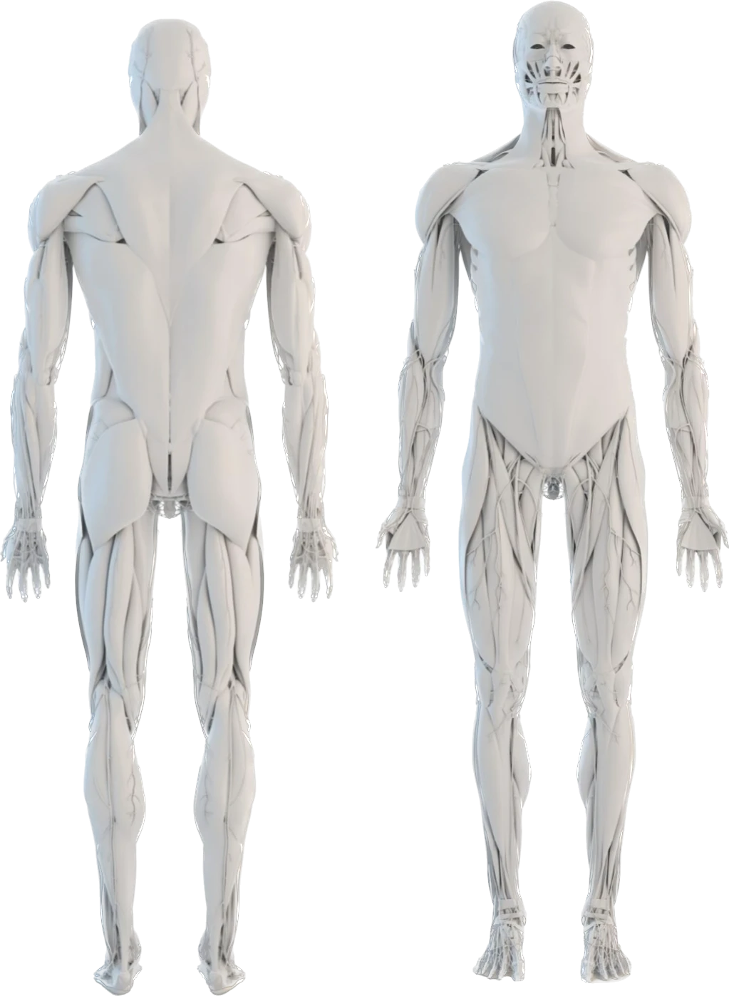 Spieren menselijk lichaam