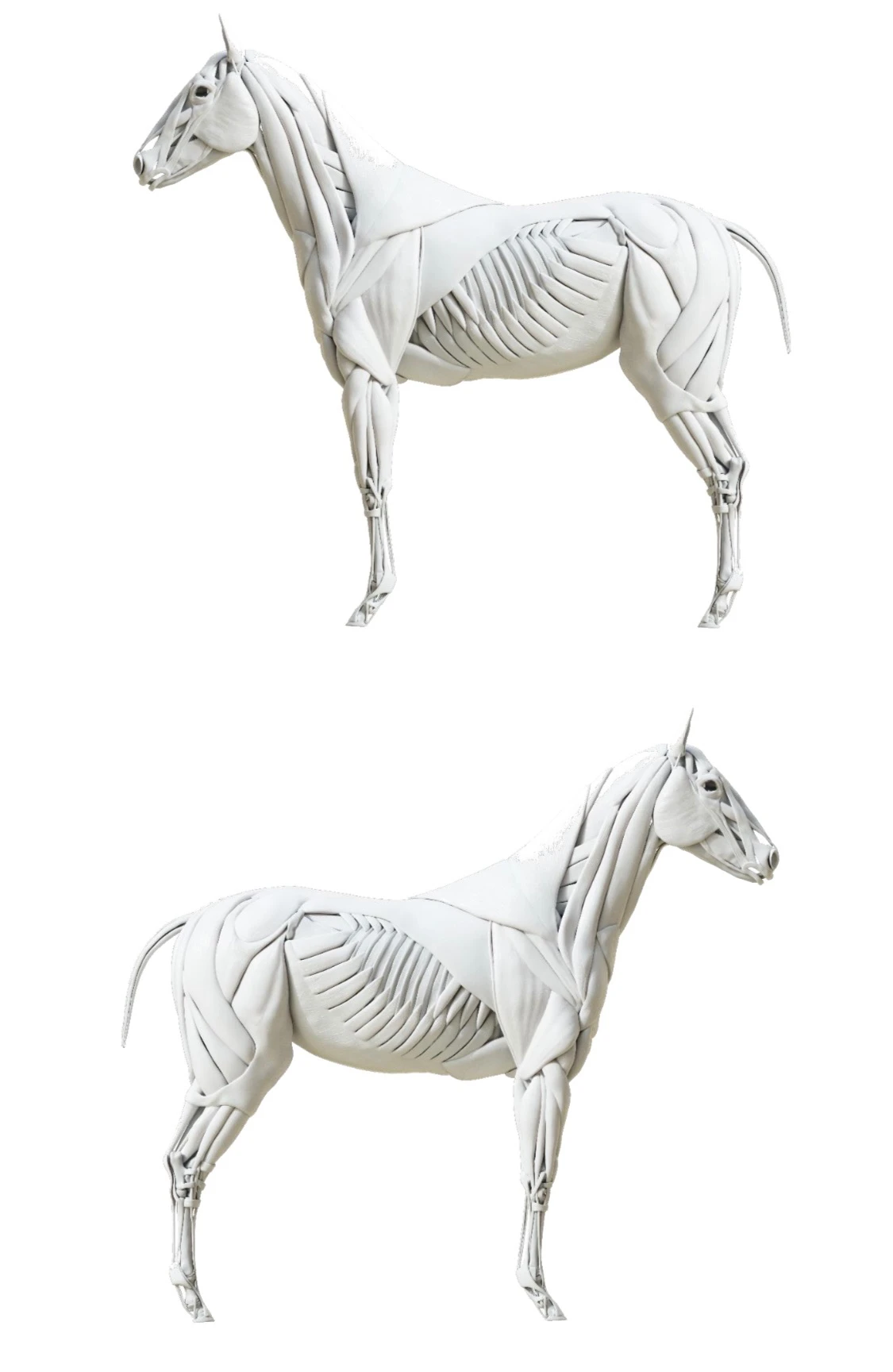 Spieren van het paard, Guasha Friesland